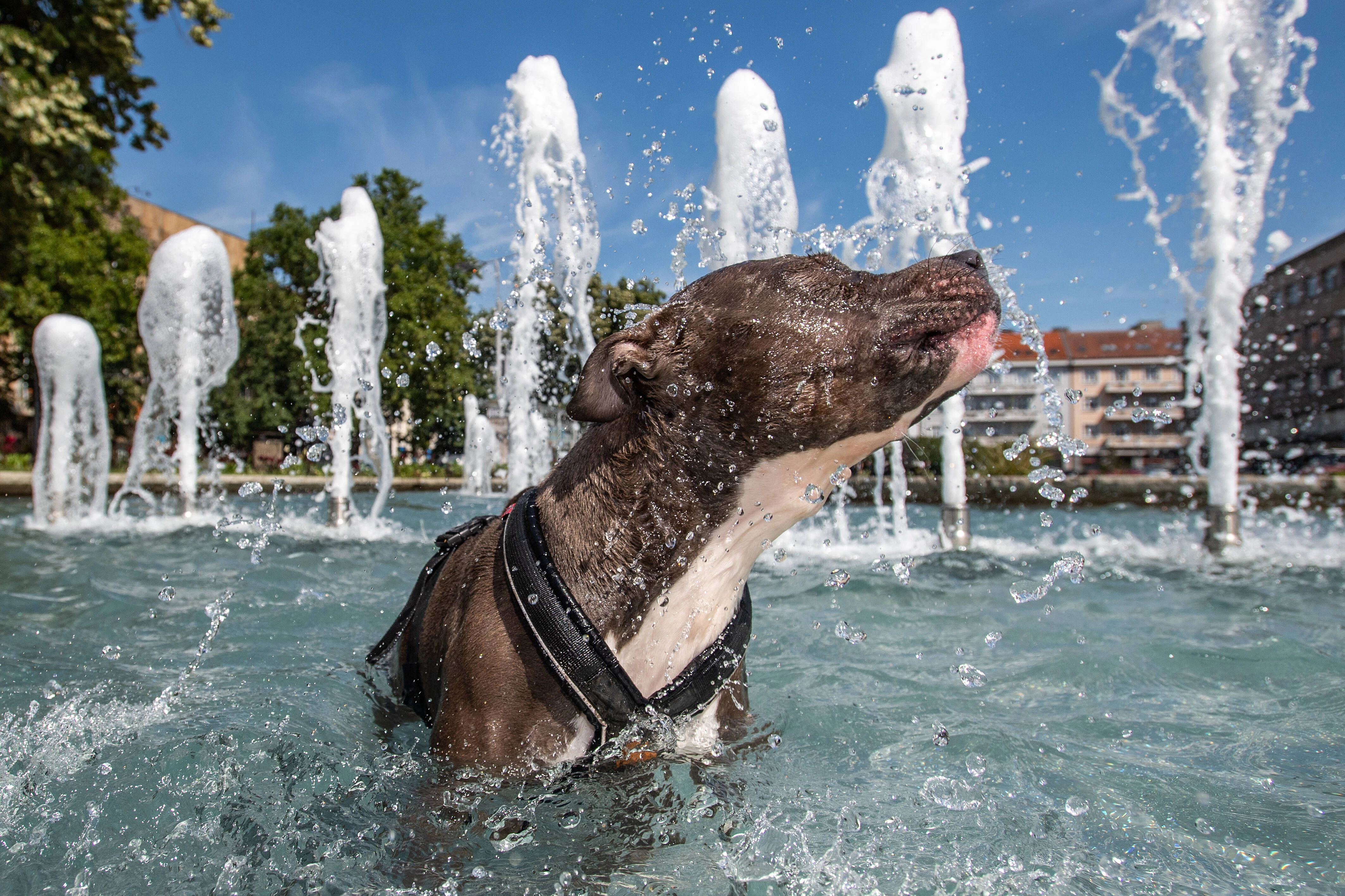 Bis zu 43 Grad im August? Was die Wettermodelle zeigen – und was der DWD dazu sagt