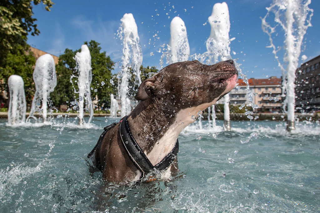 Bis zu 43 Grad im August? Was die Wettermodelle zeigen – und was der DWD dazu sagt