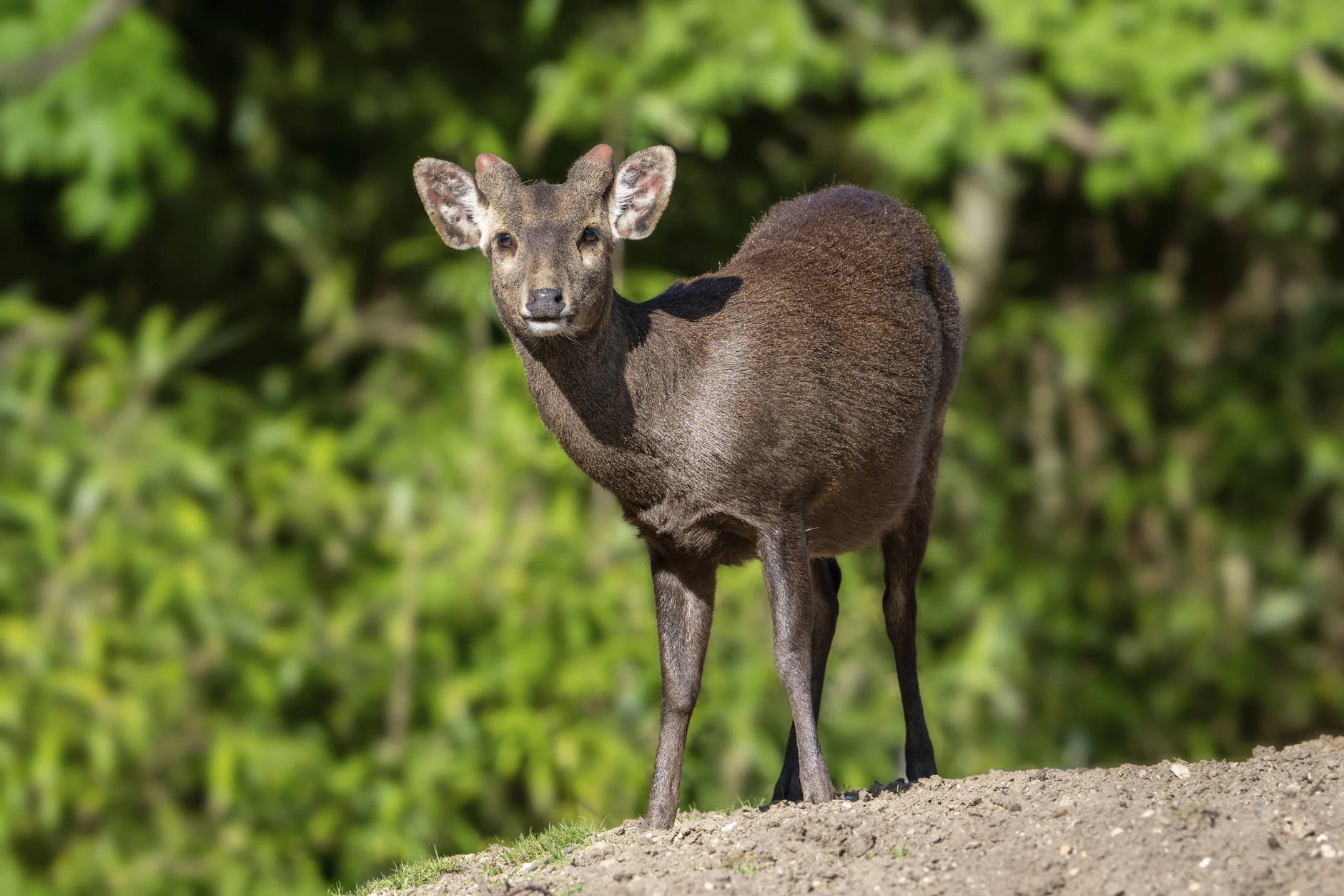 Ein Chinesischer Muntjak, der auch „bellender Hirsch“ genannt wird.