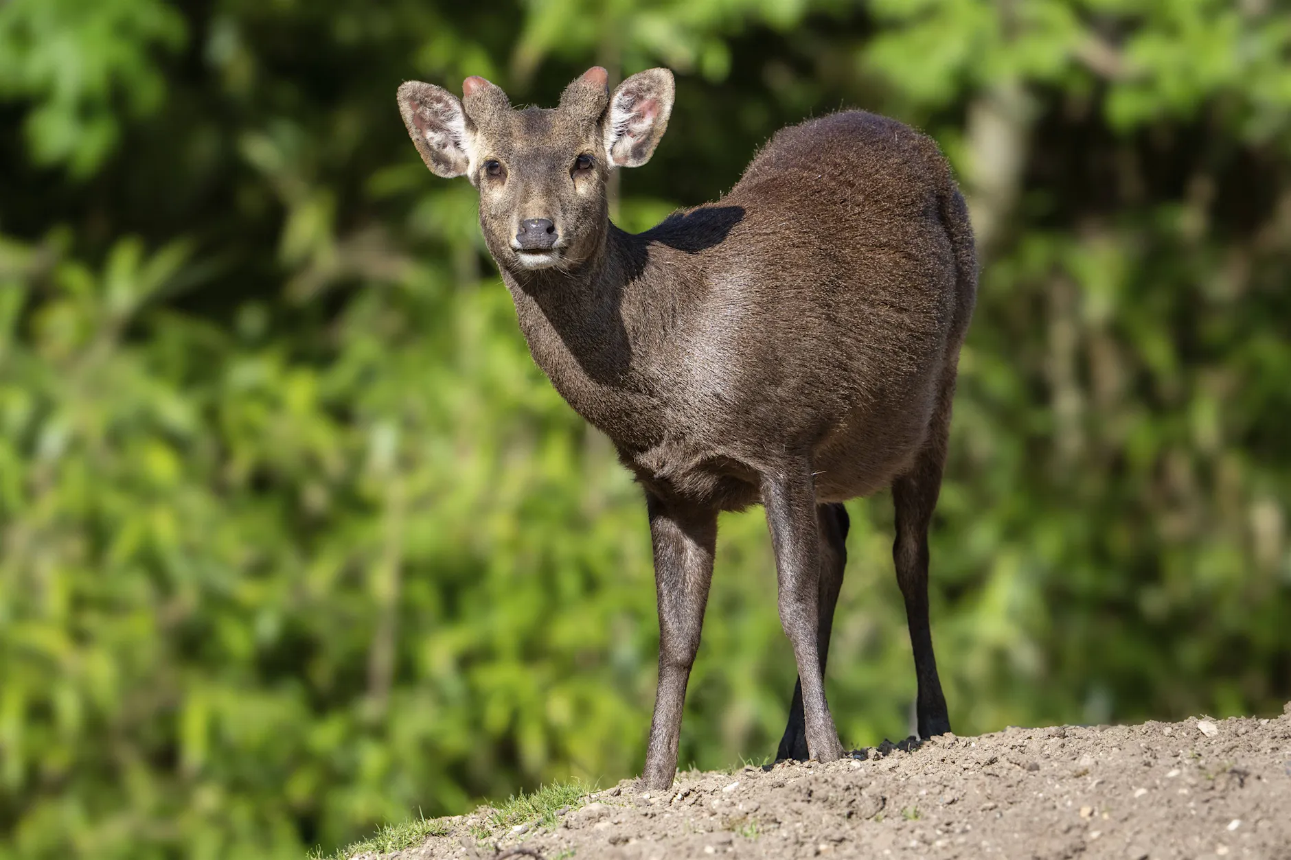 Aufruf von Gemeinde: Einwohner sollen nach einem „bellenden Hirsch“ Ausschau halten