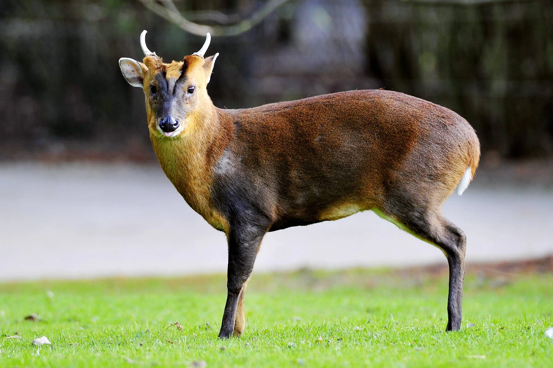Ein Chinesischer Muntjak im Tierpark Hagenbeck in Hamburg.