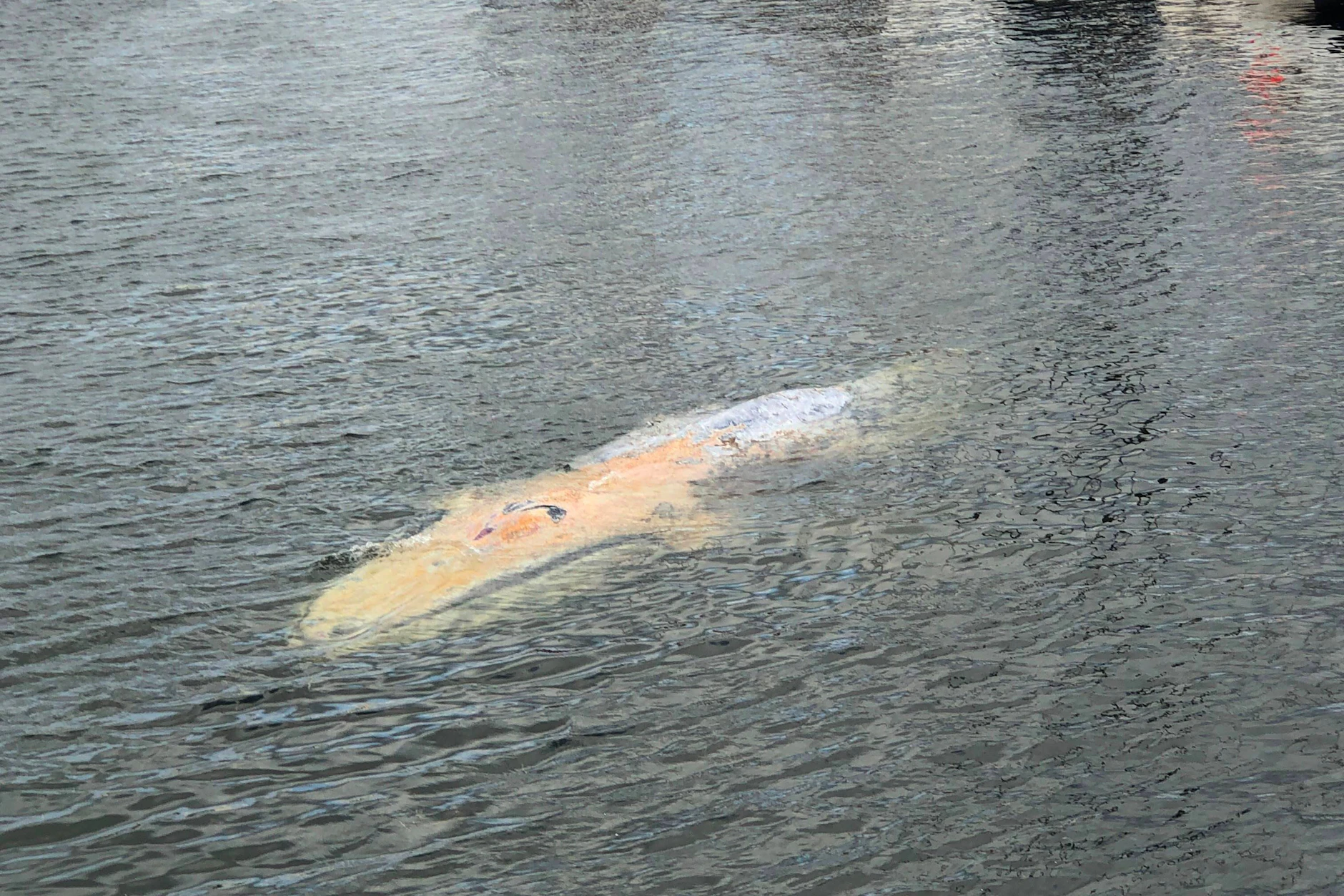 In einem Wismarer Hafen schwimmt Wal Hartwin. Das Tier wurde der Wasserschutzpolizeiinspektion durch das Hafenamt gemeldet.