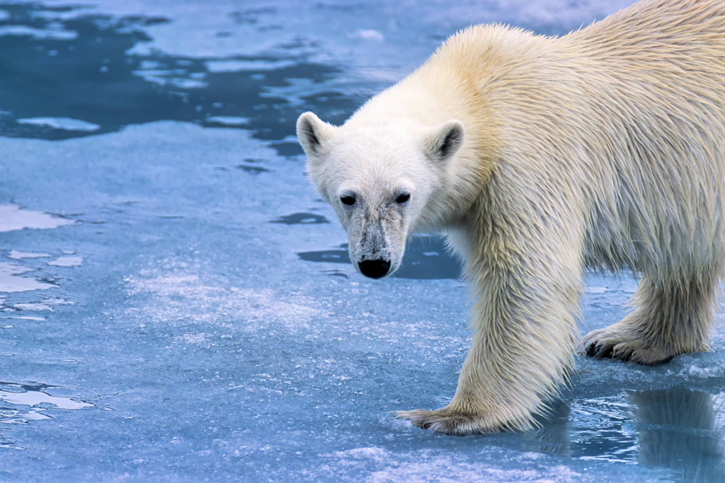 Eisbär auf dem Eis in der Arktis Polar bear on the ice in Arctic LicenseRF Copyright: xZoonar.com/Larsxjohanssonx 25088249