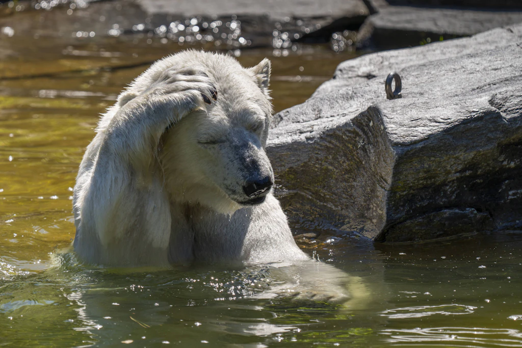 Abkühlung im Becken: Ein Eisbär im Wasser. Auch die Tiere in Berlin bekommen die Hitze zu spüren.