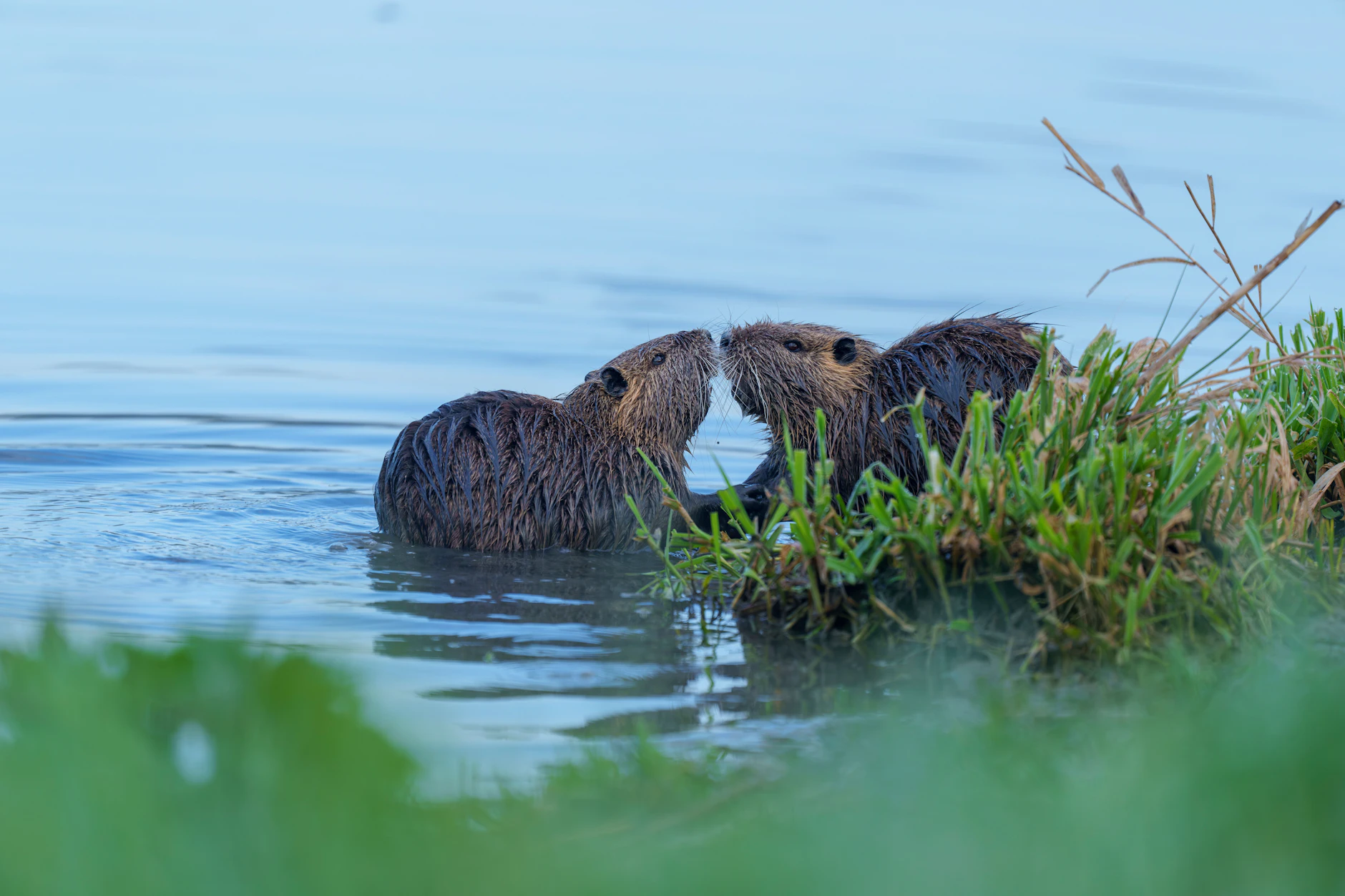 Die Nutria ist eine in Mitteleuropa angesiedelte Nagetierart.
