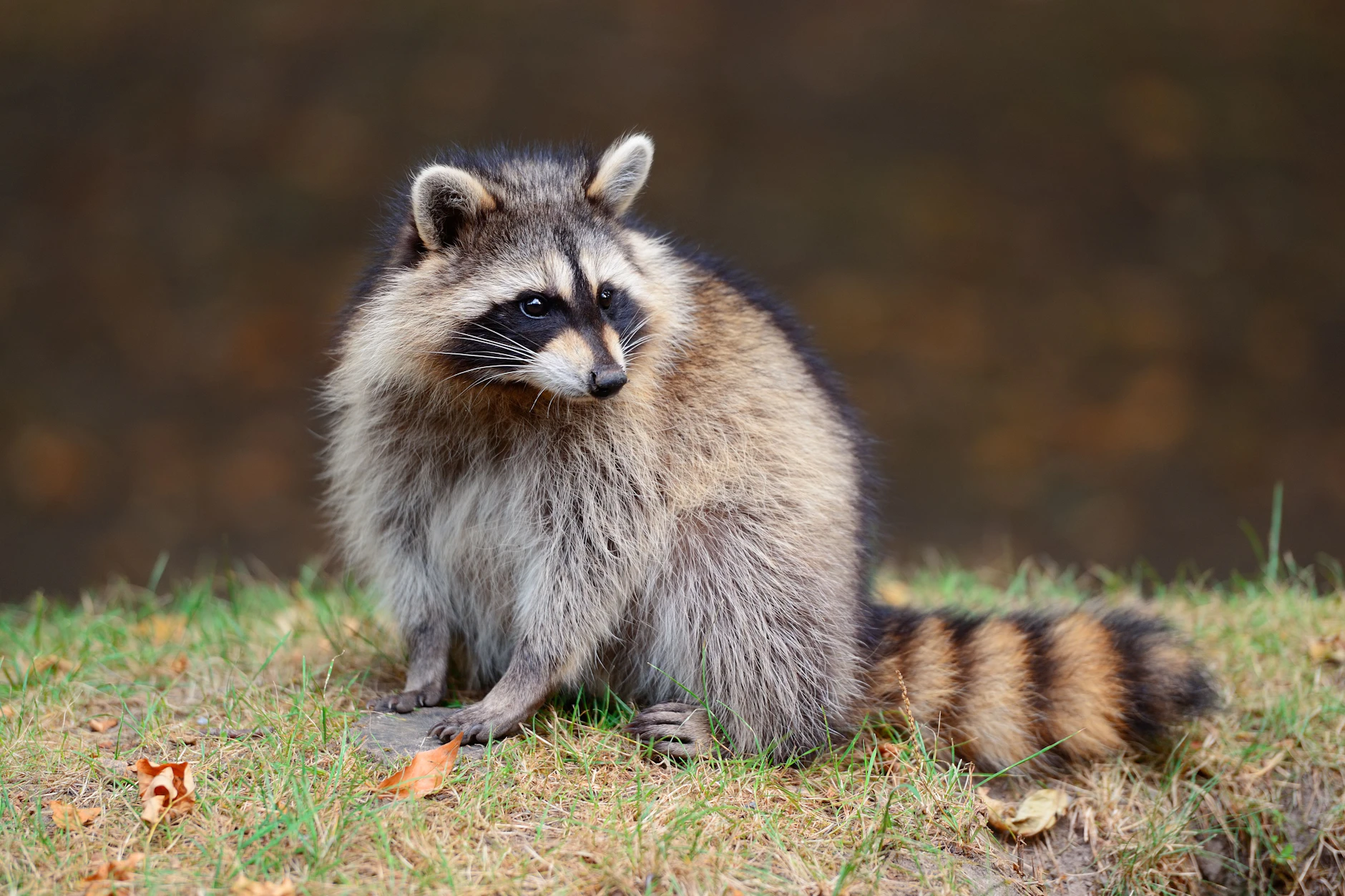 Jäger aus Mecklenburg-Vorpommern verkauft Waschbär-Burger