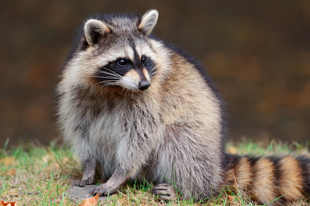 Waschbär im Burger? Diese kulinarische Spezialität bietet ein Jäger aus Mecklenburg-Vorpommern in seinem Imbiss an.