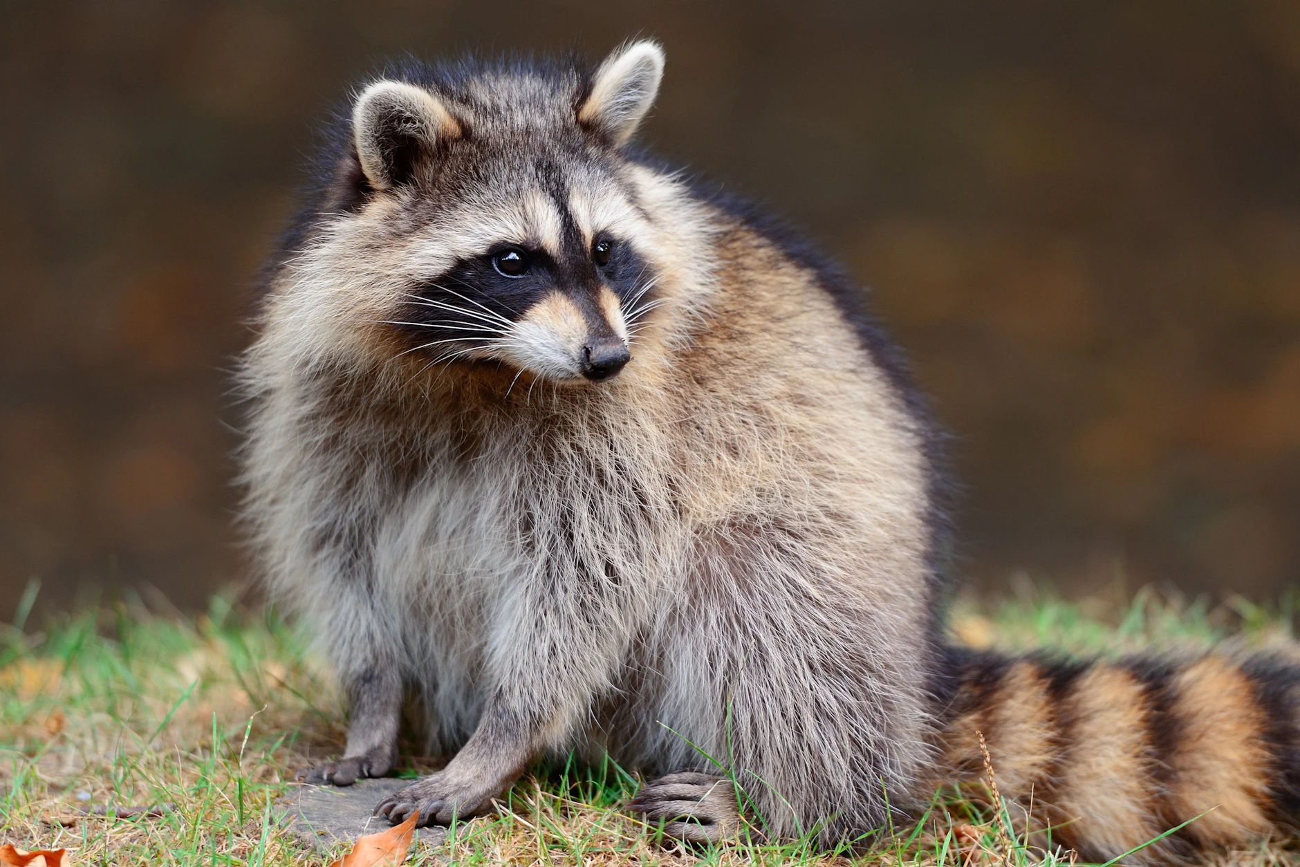 Waschbär im Burger? Diese kulinarische Spezialität bietet ein Jäger aus Mecklenburg-Vorpommern in seinem Imbiss an.