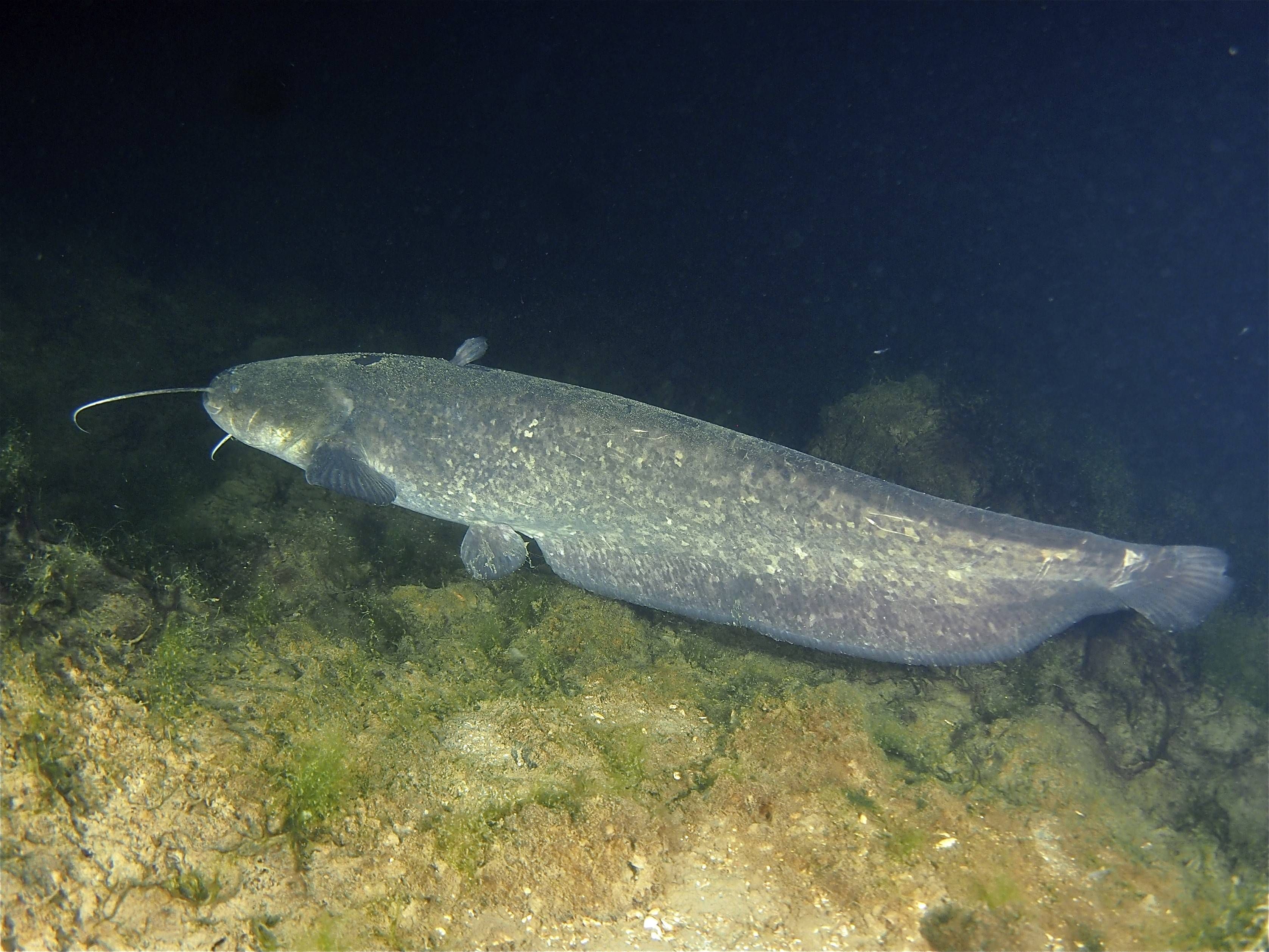 Riesenwelse im Gardasee: Italien startet Maßnahmen gegen invasive Fischart