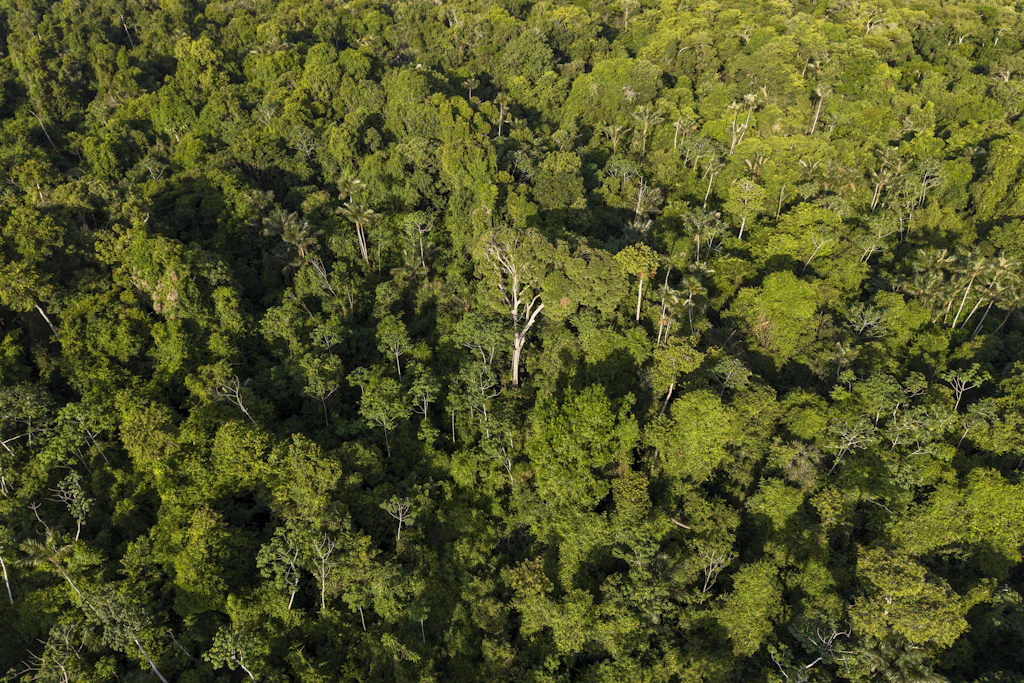 Blick über das Kronendach des Amazonas-Regenwalds: Erst Laserscans machen sichtbar, was jahrhundertelang unter den Bäumen verborgen lag. (Symbolbild)