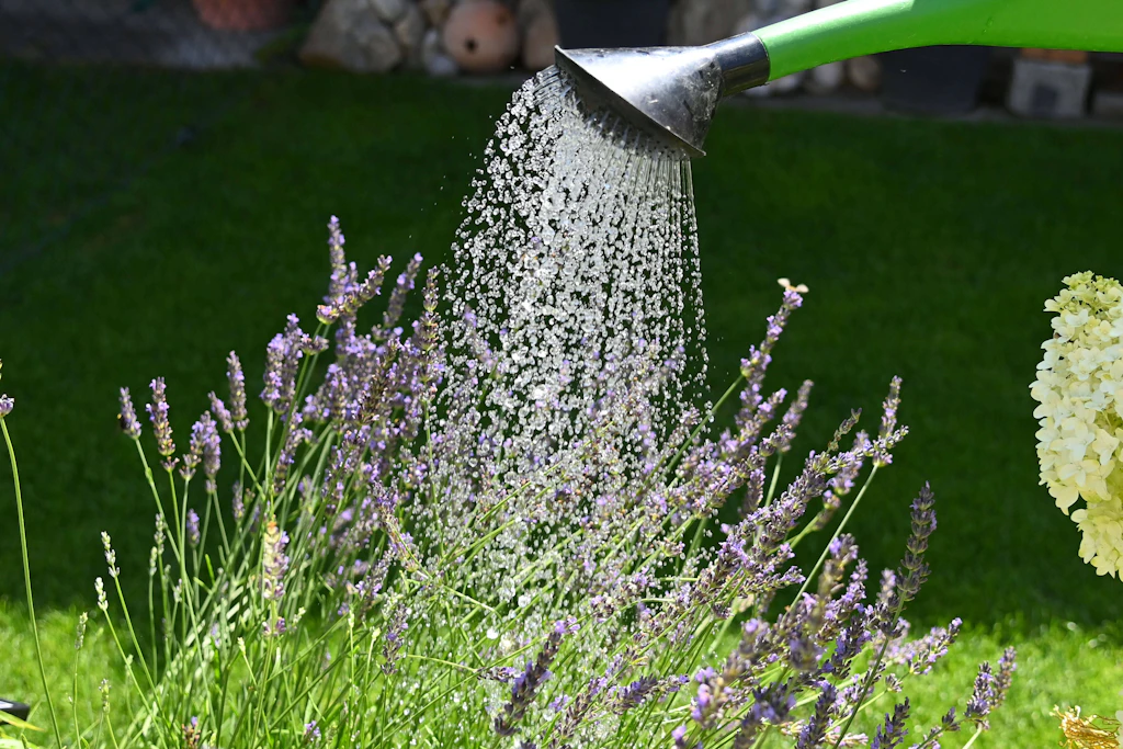 Wasser gehört an die Basis der Pflanze statt über das Laub – so kommt mehr davon bei den Wurzeln an.