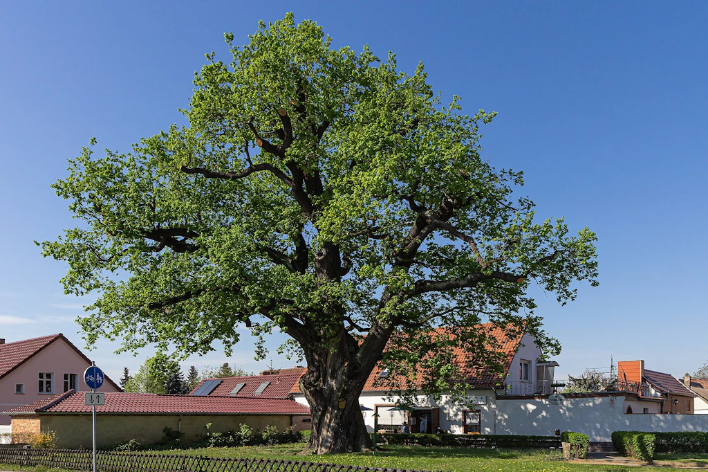 Napoleon-Eiche, Calau, Brandenburg, Deutschland, hier noch mit Krone, 2012.