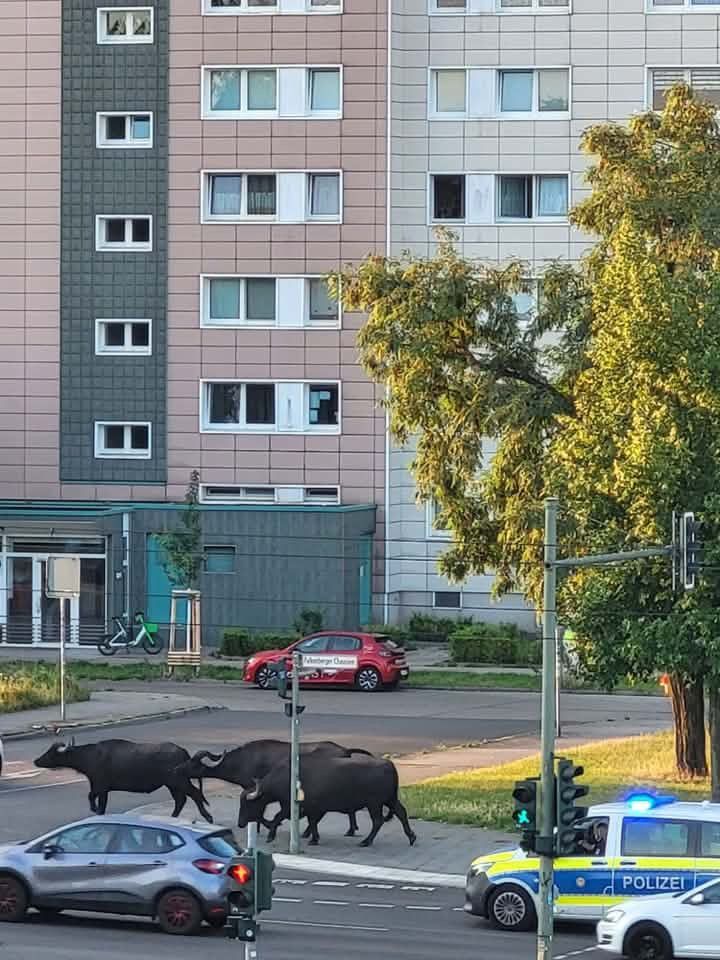Wilder Osten: Herde Wasserbüffel spaziert durch Neu-Hohenschönhausen