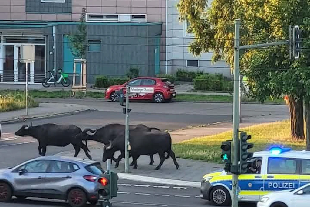 Mehrere Wasserbüffel spazieren durch die Falkenberger Chaussee.