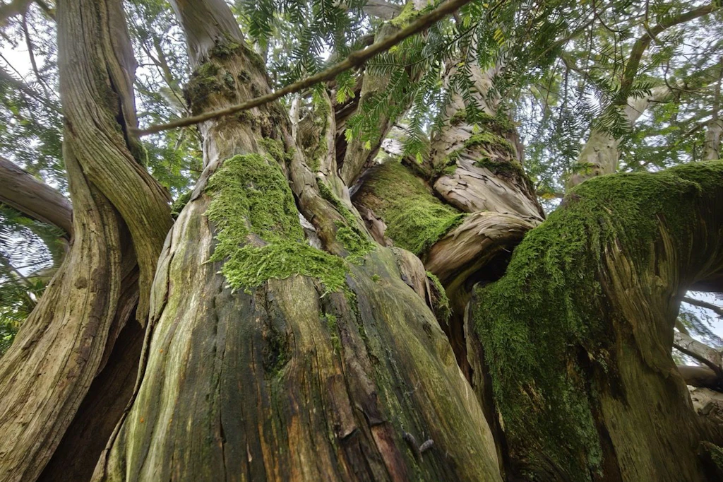 Die Eibe im Allgäu gilt als ältester Baum Deutschlands.