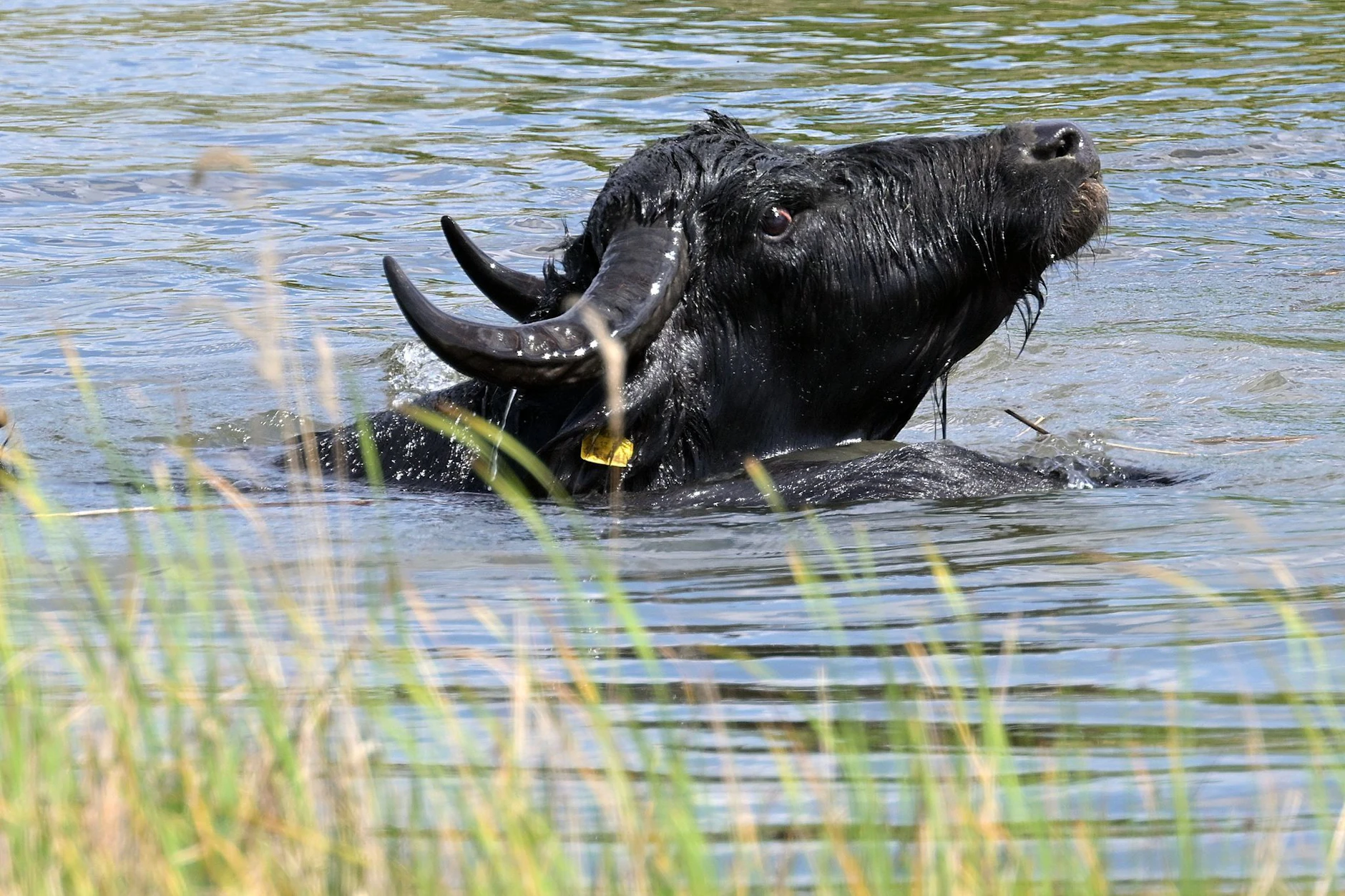 Ein Wasserbüffel badet in einem Teich auf einer Feuchtwiese im Landschaftspark Rudow-Altglienicke.