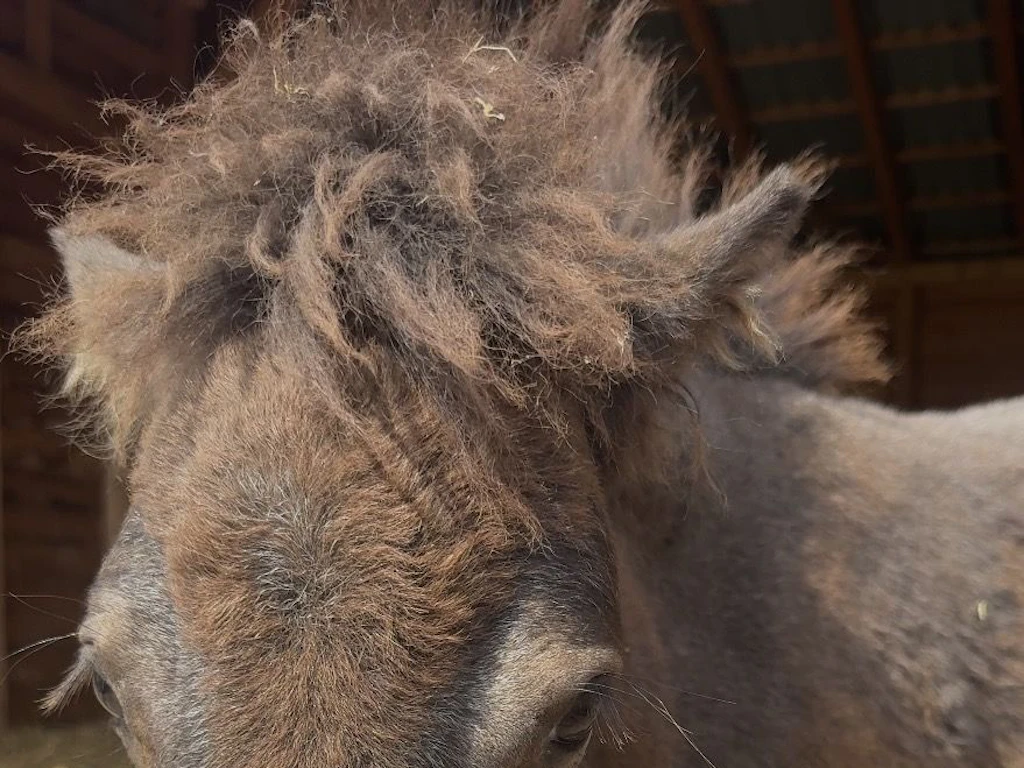 Ganz große Mähne: Unser Patenfohlen trägt seine Frisur am liebsten wild und flauschig.