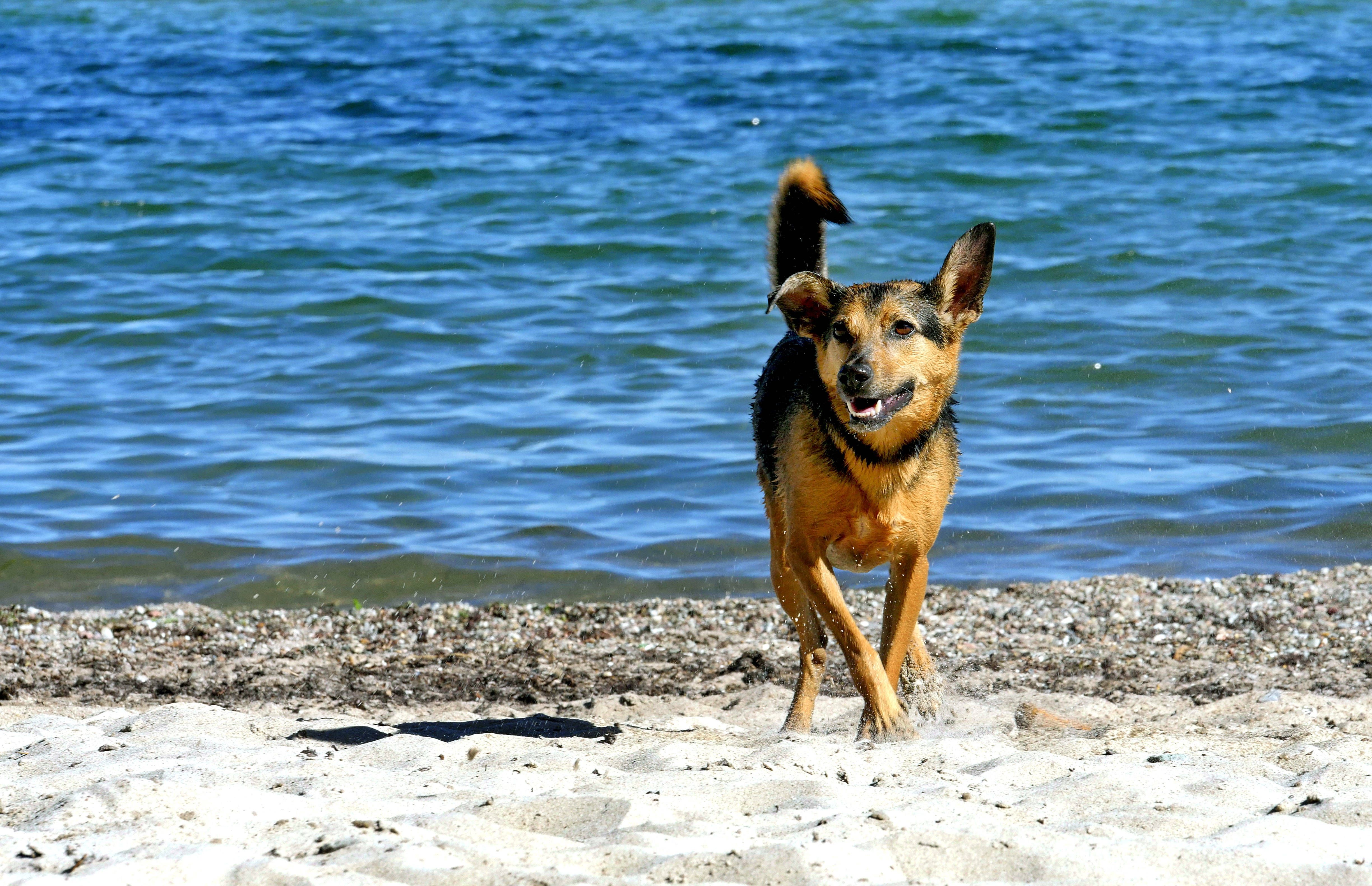Das sind die besten Campingplätze mit Hund in Brandenburg und an der Ostsee