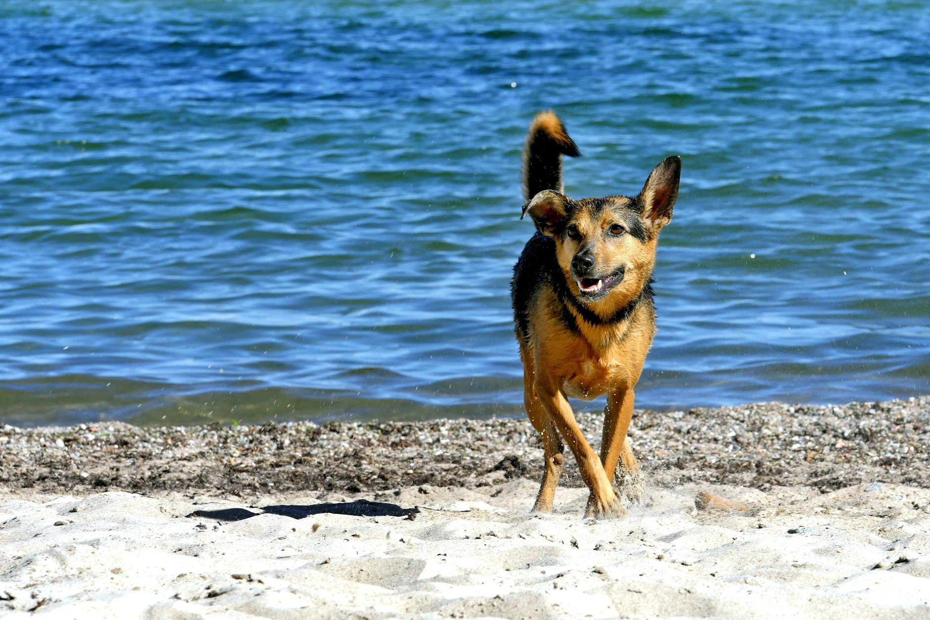 Das sind die besten Campingplätze mit Hund in Brandenburg und an der Ostsee