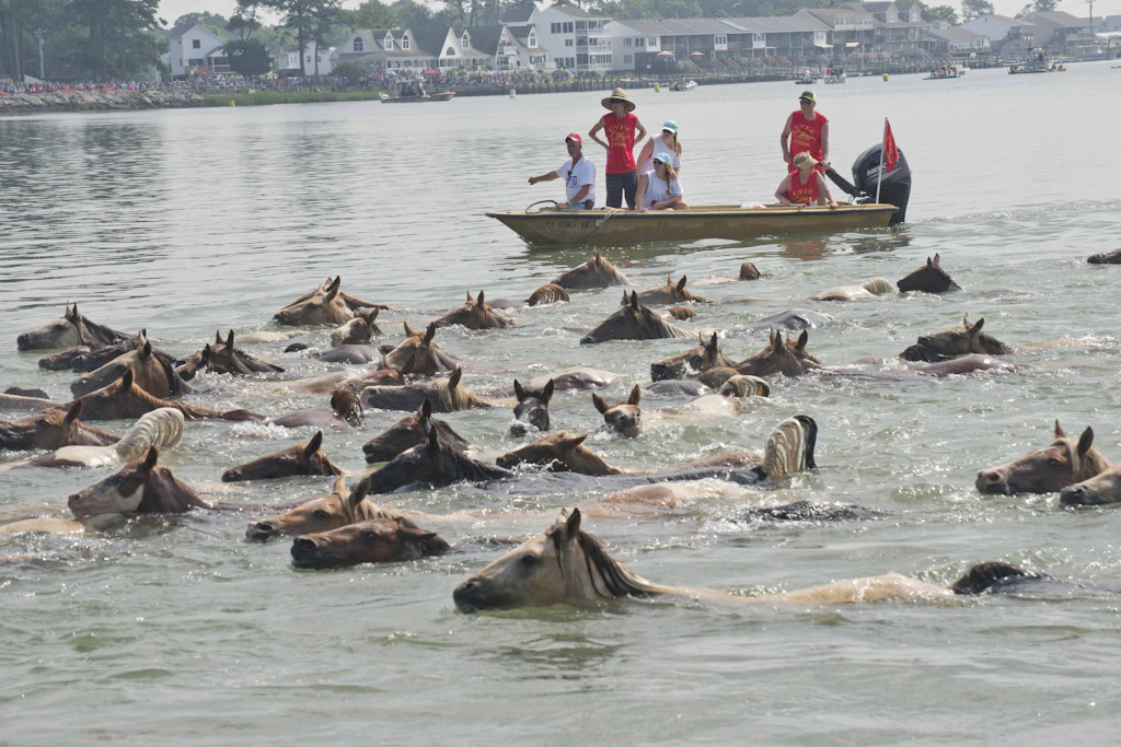 Einmal im Jahr schwimmen die Ponys von Assateague hinüber nach Chincoteague – begleitet von den „Saltwater Cowboys" der örtlichen Feuerwehr. Archivbild