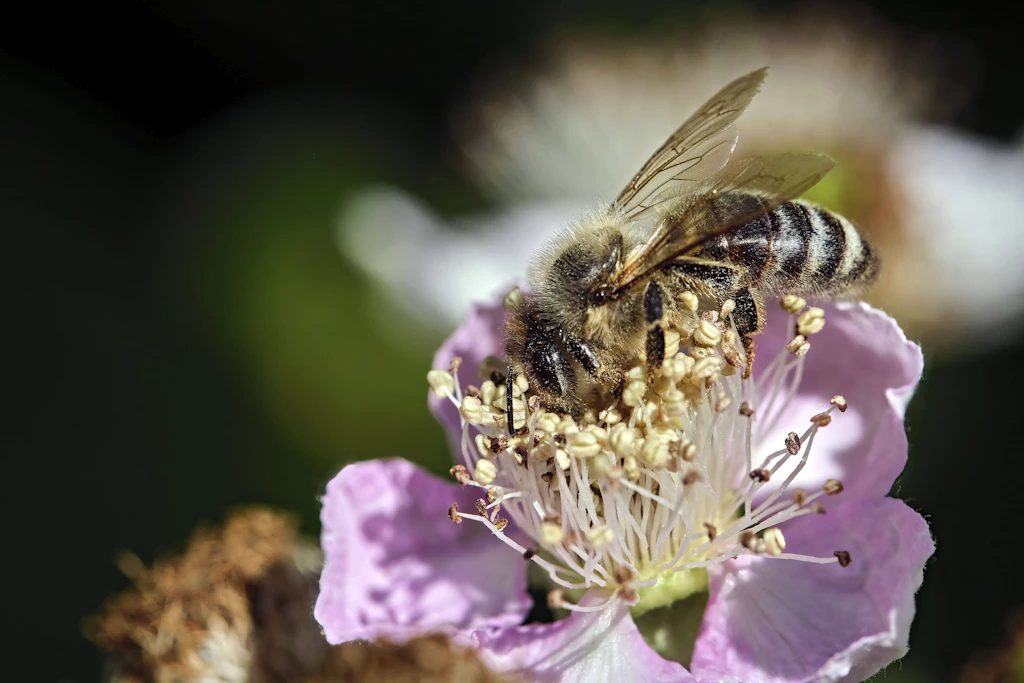 Wildbienen gehören zu den Insektenarten, deren Bestände durch Projekte wie Insekta gestärkt werden sollen. (Symbolbild)