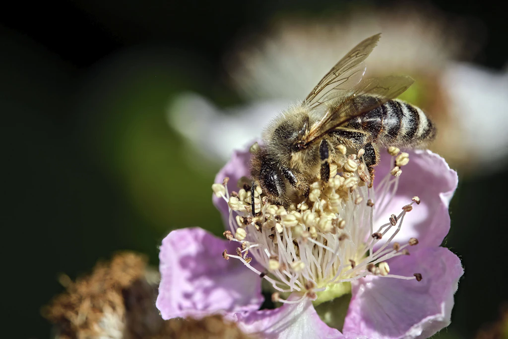 Mehr Wildbienen und Schmetterlinge: So wirkt das Insektenschutzprojekt in Thüringen