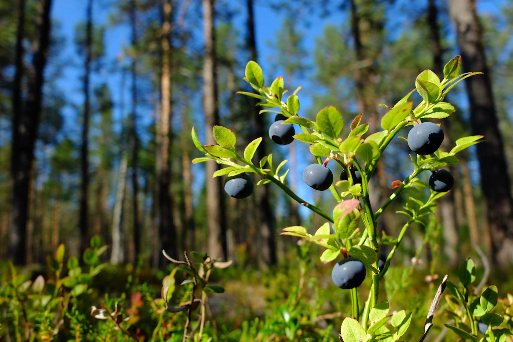 Wilde Heidelbeeren im Wald: In Finnland darf jeder sie sammeln, in Deutschland gilt die Handstraußregel. (Symbolbild)