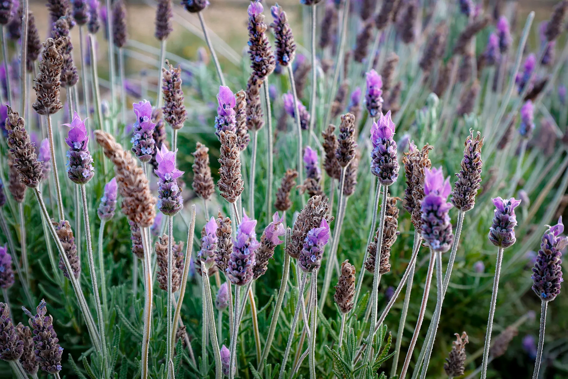 Lavendel im Garten mit teils braunen, bereits verblühten Ähren