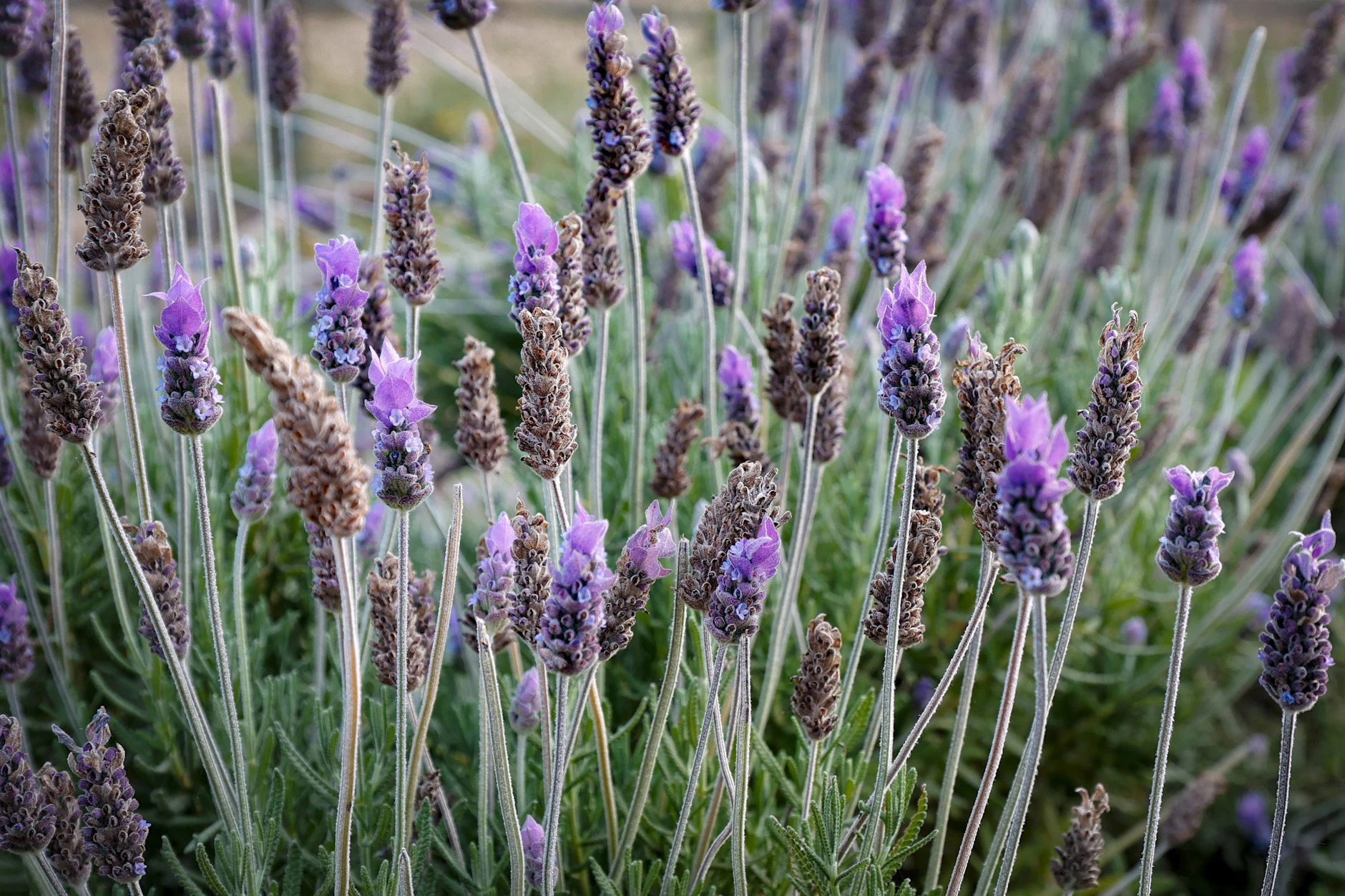 Lavendel im Garten mit teils braunen, bereits verblühten Ähren