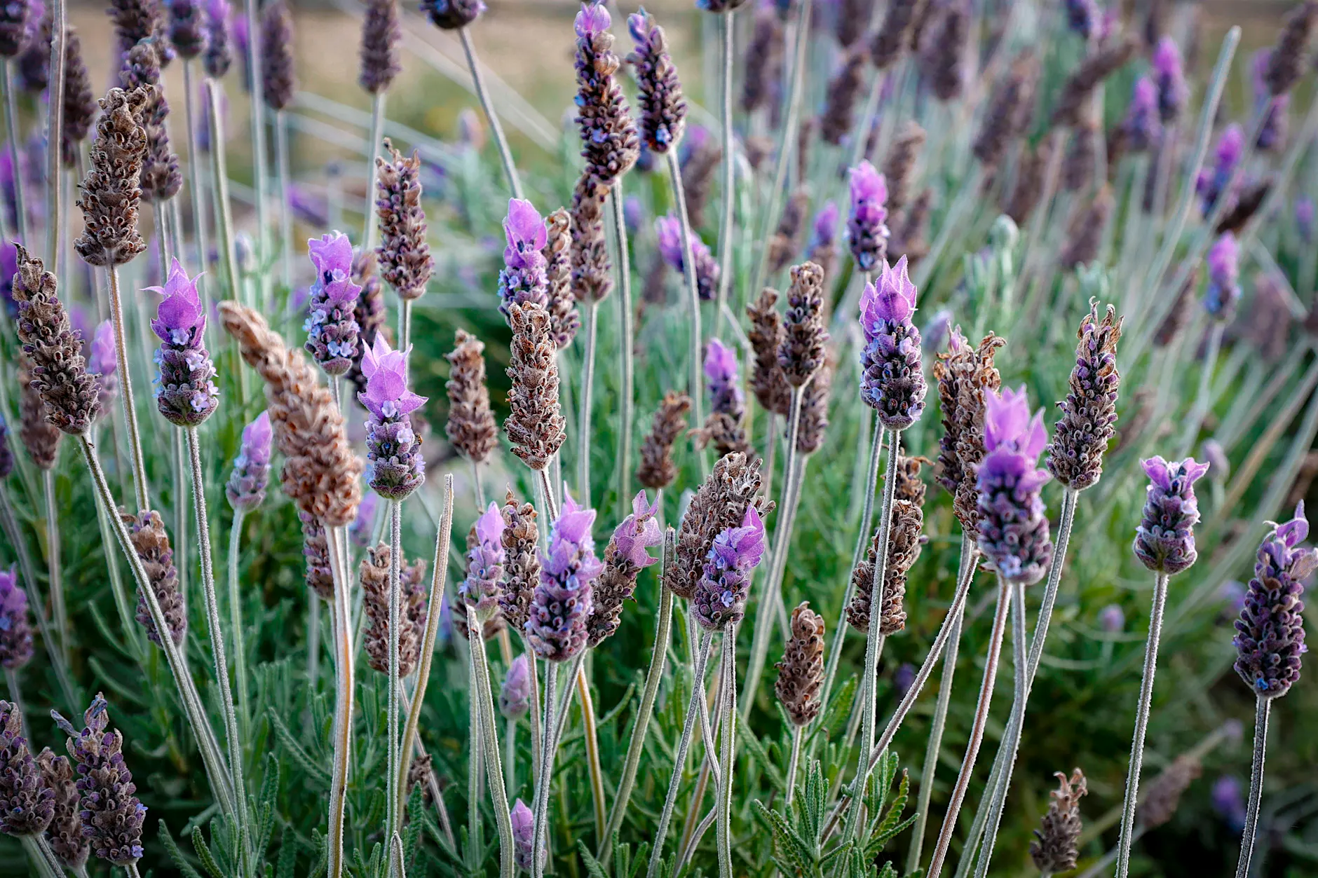 3 Fehler beim Lavendel-Schnitt. Was jetzt im August zu tun ist