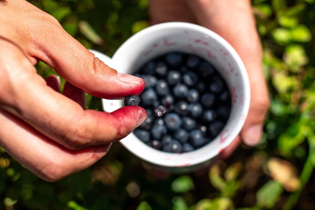 24 Eimer am Tag: Wie eine Finnin mit Blaubeeren ein Haus in Thailand bezahlt