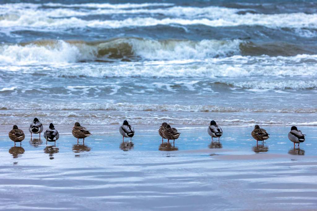 Enten stehen bei stürmischem Wetter an der Ostseeküste auf der Insel Usedom am Strand und spiegeln sich im Wasser.