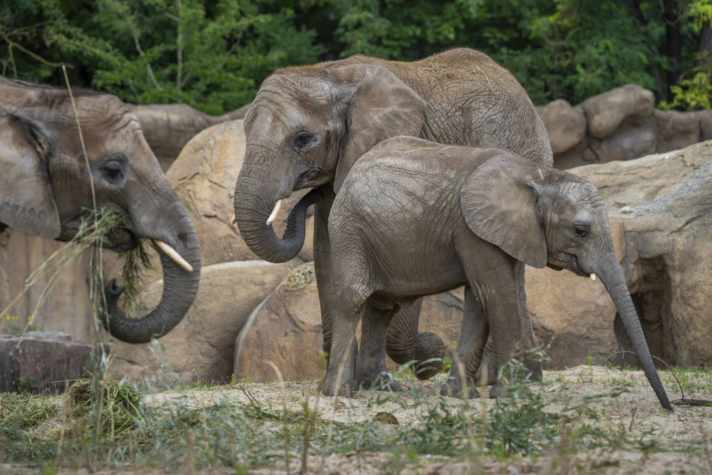 Afrikanische Elefanten im Tierpark Berlin-Friedrichsfelde