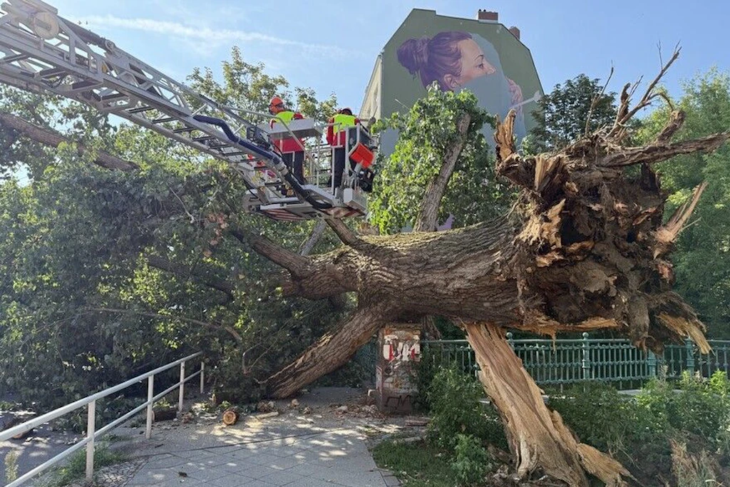 In Gesundbrunnen ist ein Baum umgestürzt.
