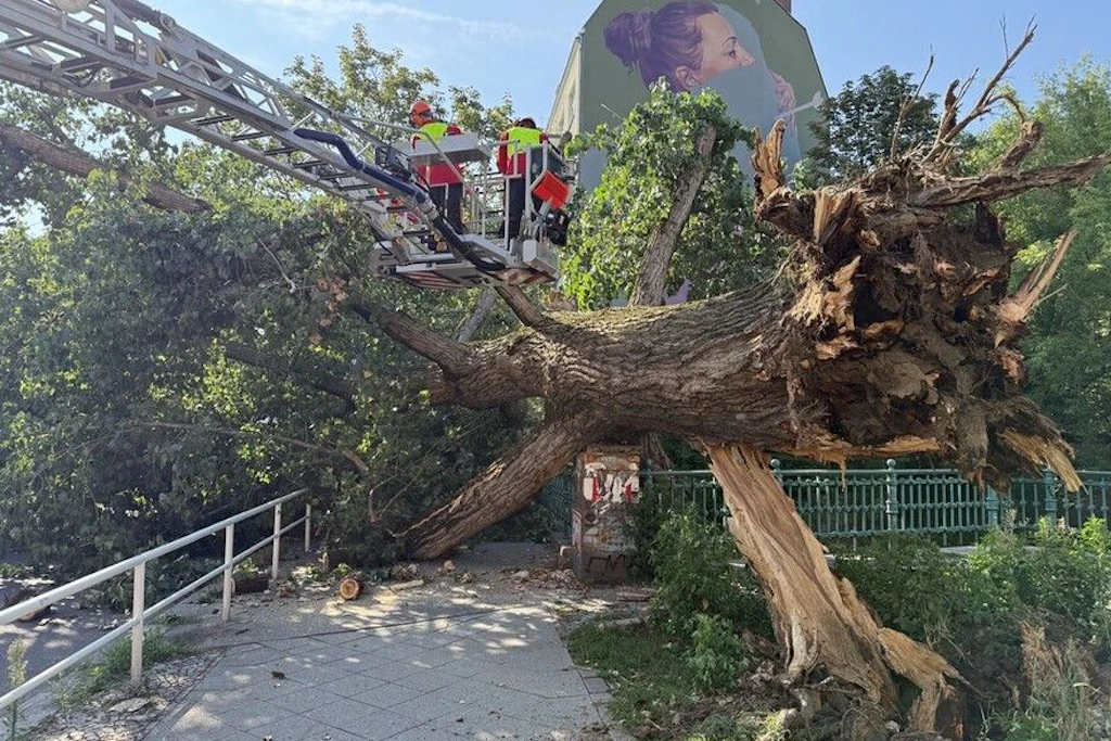 In Gesundbrunnen ist ein Baum umgestürzt.