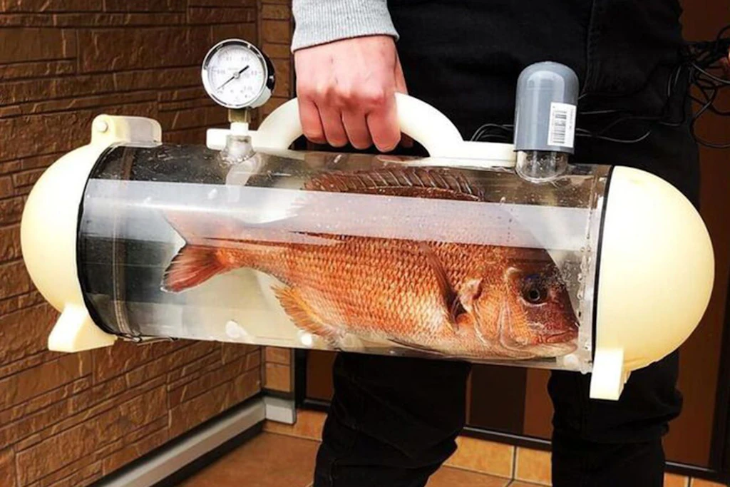 Rund 62 Zentimeter lang: Im Katsugyo Bag zirkuliert das Wasser permanent, das Manometer über dem Griff zeigt den Sauerstoffgehalt an.