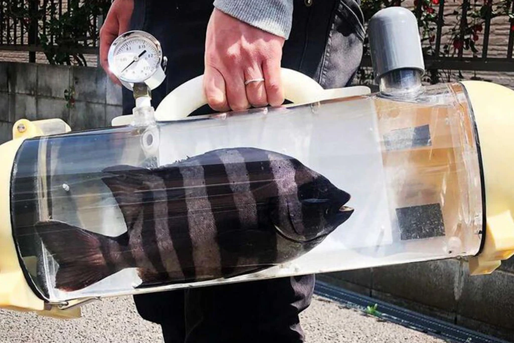 Der Katsugyo Bag aus Japan: Im durchsichtigen Zylinder überlebt ein Fisch bis zu 48 Stunden. Oben am Griff sitzt die Sauerstoffanzeige.