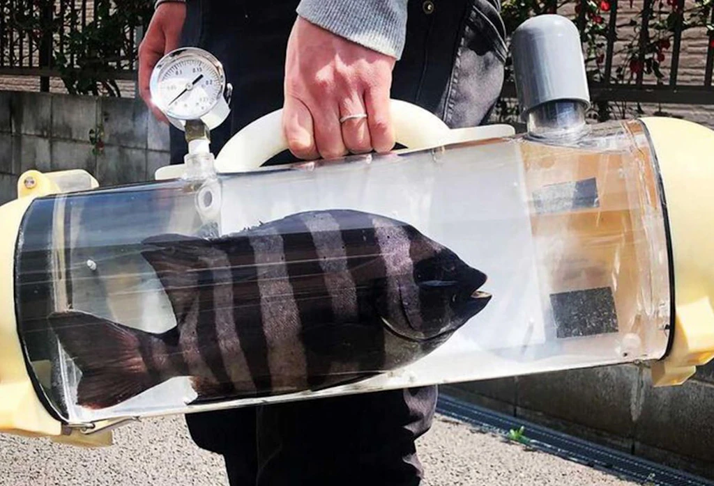 Niemand wollte ihn: Japans 3000-Euro-Koffer für lebende Fische