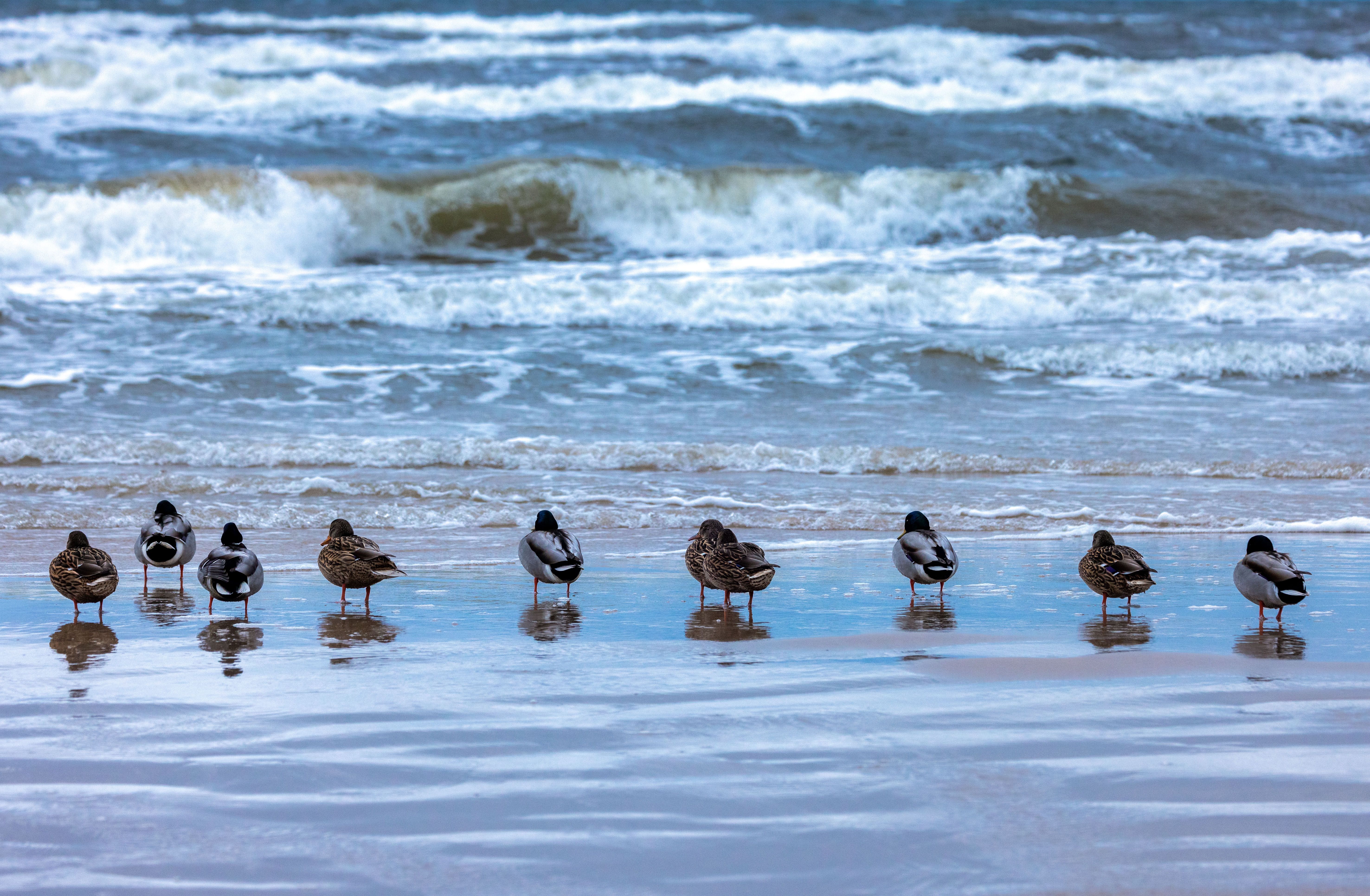 Kühlungsborn: Kinder sollen Ente am Strand getötet haben – Kripo ermittelt