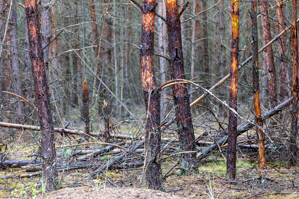Ab Sonntag wieder 34 Grad – und der Osten hat den falschen Wald dafür