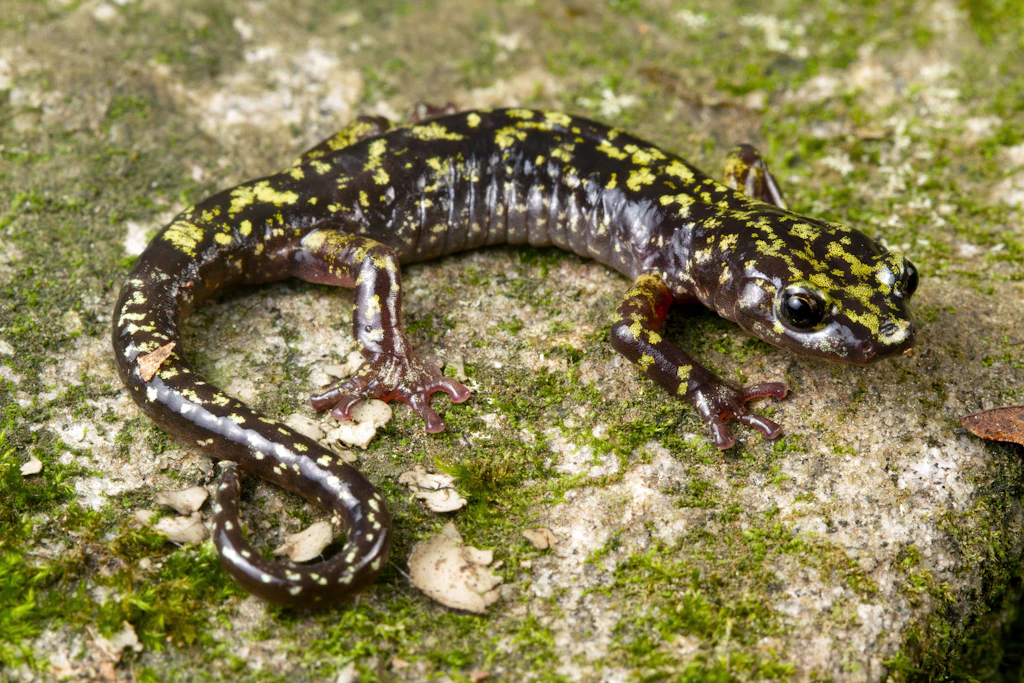 Lungenlos und nur wenige Zentimeter groß: Der Hickory Nut Gorge Green Salamander atmet über die Haut. Sein gesamtes Verbreitungsgebiet passt in ein einziges Tal in North Carolina.
