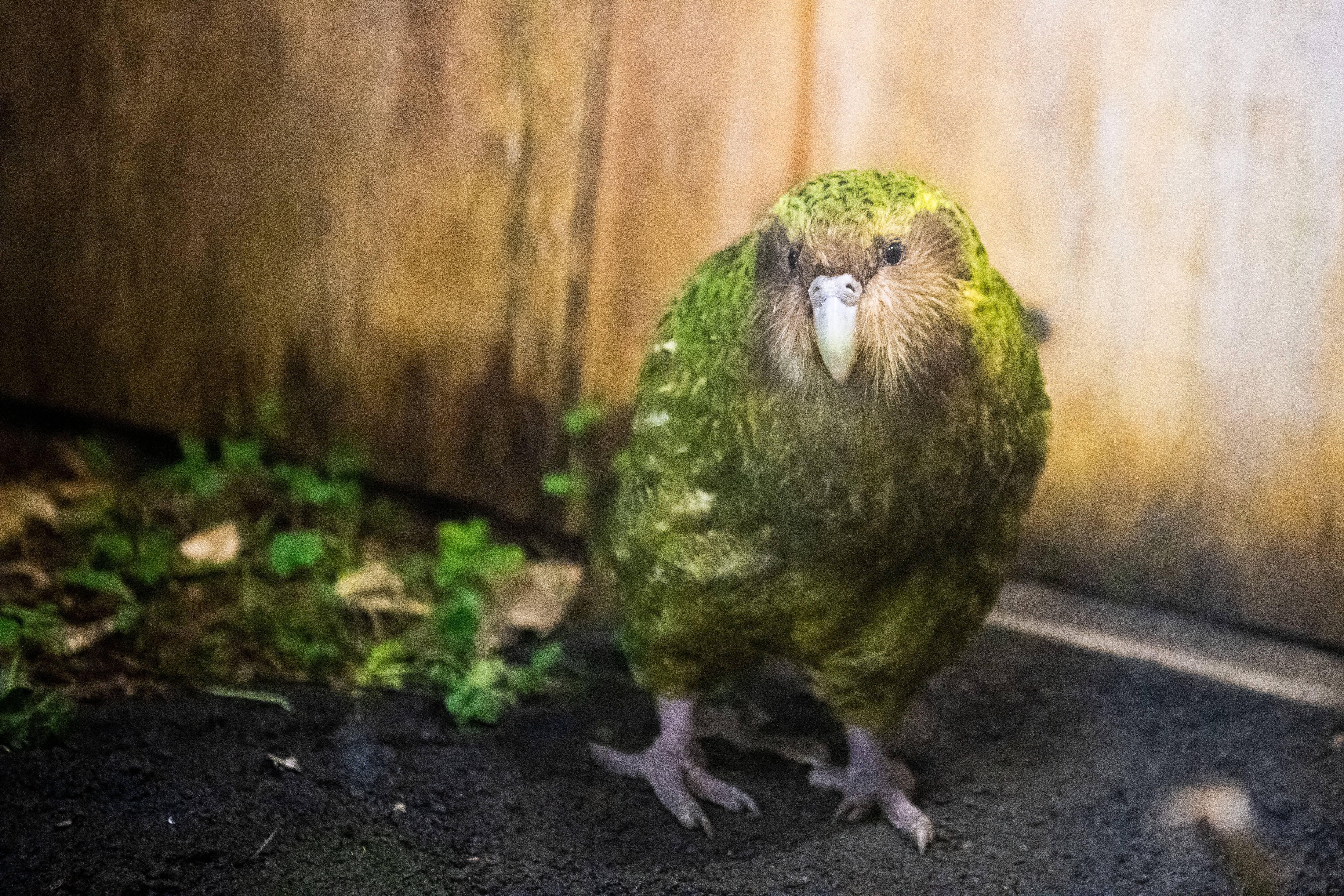 Dieser Papagei kann nicht fliegen – und sein Name sorgt für Lacher
