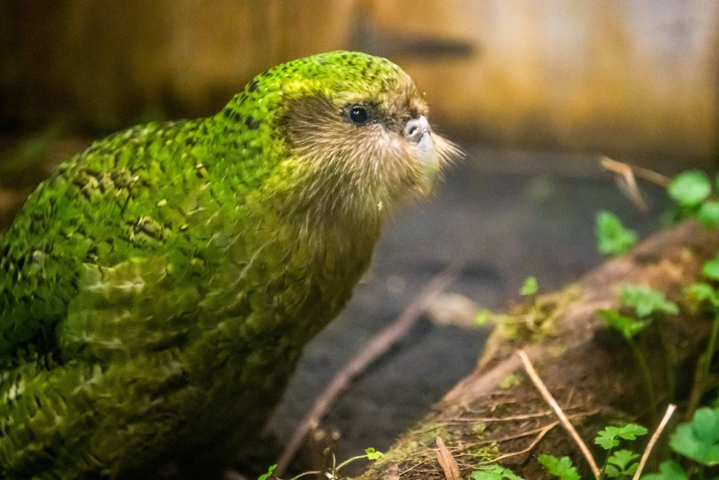 Der Kakapo zeichnet sich durch sein moosgrünes Gefieder aus.
