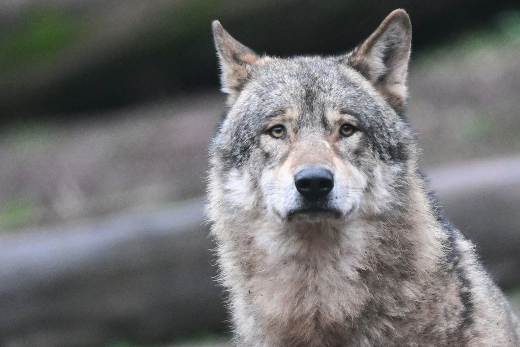 Ein Wolf könnte in Apulien drei deutsche Urlauber angegriffen haben.
