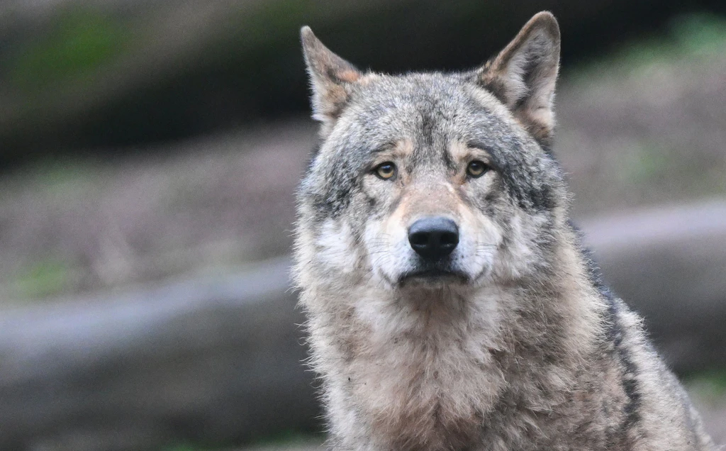 Italien: Deutsche Urlauber in Apulien offenbar von Wolf attackiert