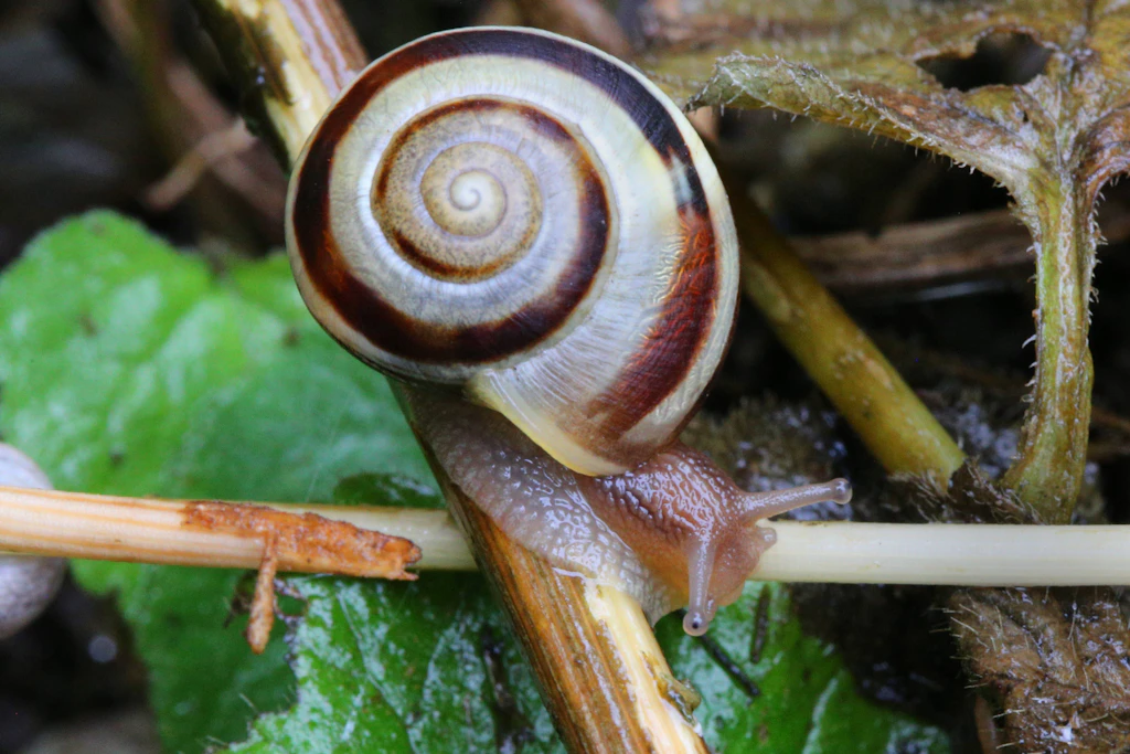 Bei der Bänderschnecke steuern Proteine und Kalzium die Eigenschaften des Schleims.