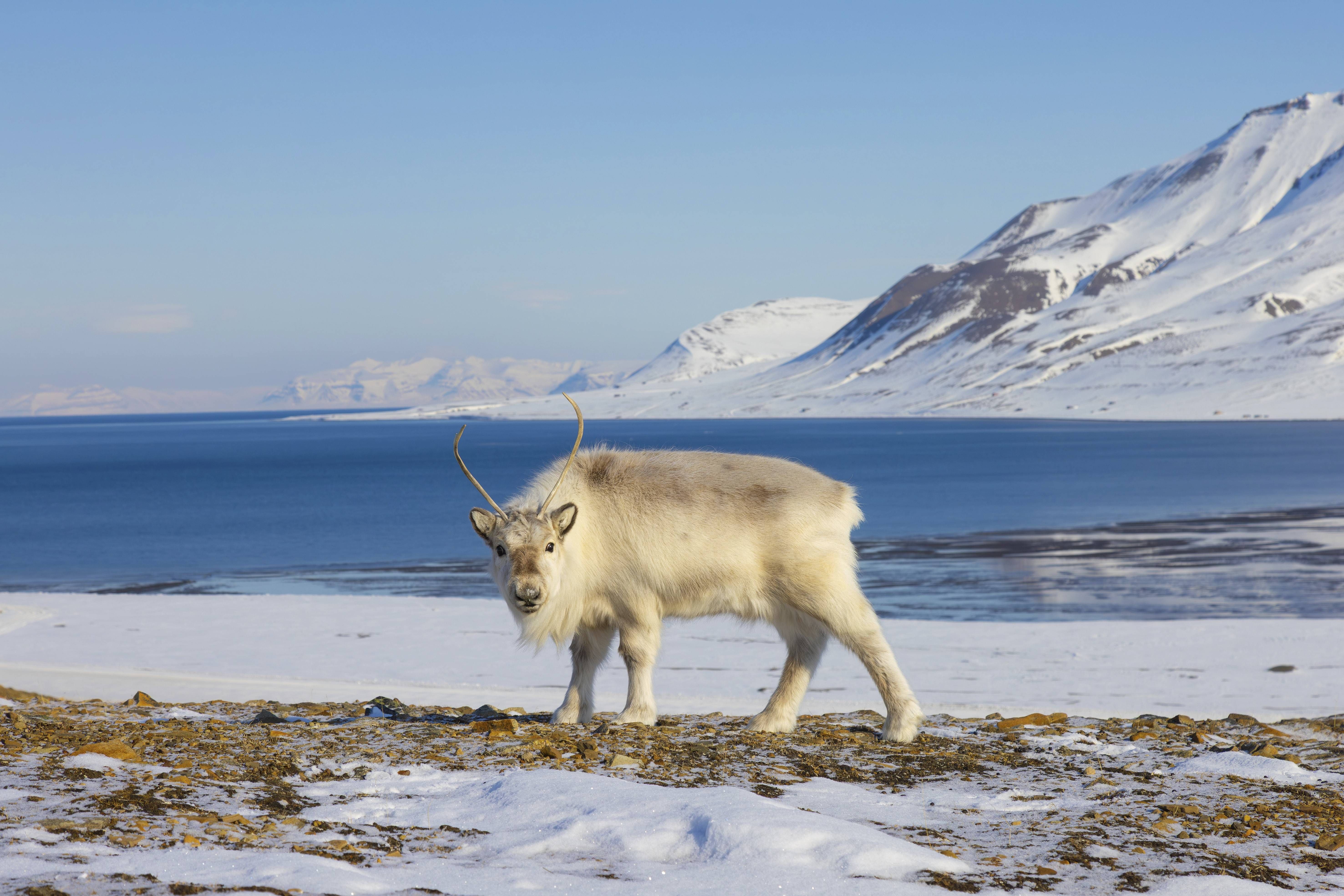 Rätsel auf Spitzbergen: Plötzlich sterben die stärksten Rentiere
