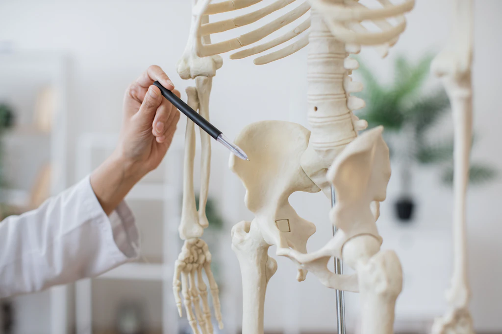 Frauen von heute haben das Becken der Neandertaler – Männer entwickelten einen Stoßdämpfer