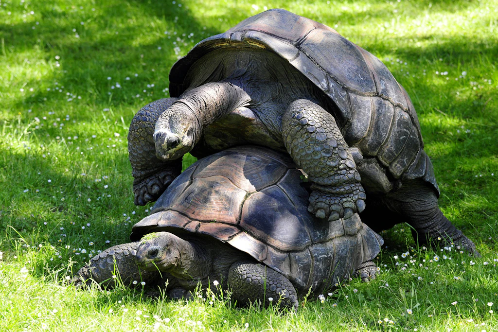 Riesenschildkröten bewegen sich sonst kaum. Im Moment der totalen Sonnenfinsternis 2017 begann die ganze Gruppe mit Paarungsverhalten (Symbolbild)