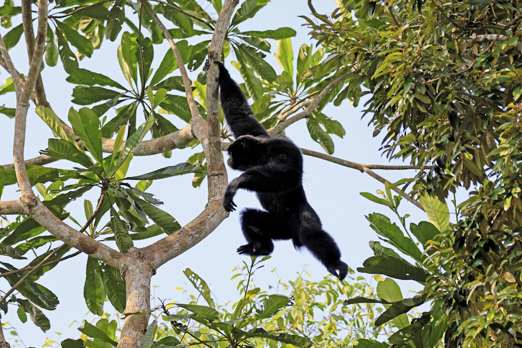 Siamangs rufen sonst am Morgen. Bei der Sonnenfinsternis 2017 sangen sie am Nachmittag (Symbolbild)